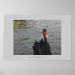 Schwarzer Schwan Posterdrucke