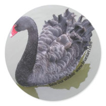 schwarzer Schwan