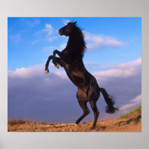 Schwarzer Stallion Plakat