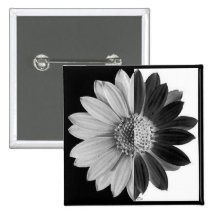 Schwarzes u. weißes Gänseblümchen Anstecknadelbuttons