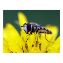 Schwebefliege Postkarte