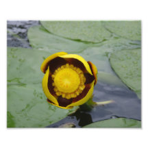 Se réveiller jaune de fleur art photographique