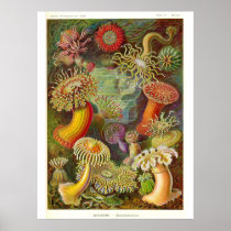 "Seeanemonen-" Vintage Illustration