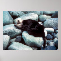 Seeotter auf Felsen Plakat