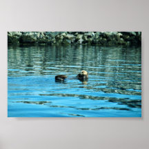 Seeotter Plakatdrucke