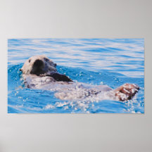 Seeotter Posterdrucke