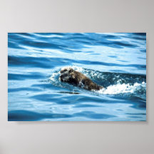 Seeotter Posterdrucke