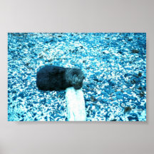 Seeotter Posterdrucke
