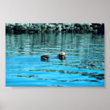 Seeotter Posterdrucke