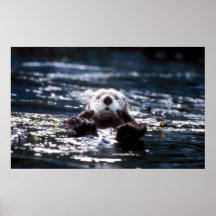 Seeotter-Schwimmen Posterdrucke