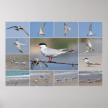 Seeschwalben-Collage Plakatdruck