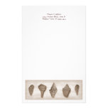 Sepia-Muscheln-Briefkopf-Briefpapier Individuelle Büropapiere