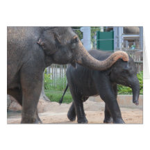 Série de zoo, éléphant de bébé avec la maman carte de vœux