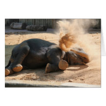 Série de zoo, éléphant espiègle, saleté de pulvéri carte