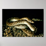 Serpent brillant posters