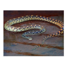 Serpent de Taureau Carte Postale