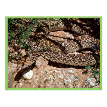 Serpent de Taureau Cartes Postales