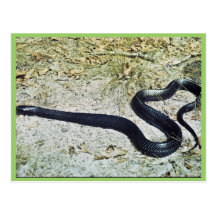 Serpent d'indigo carte postale