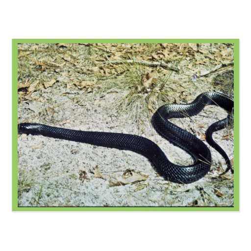 Serpent d'indigo carte postale