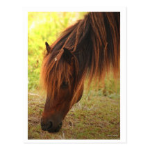 Shackleford Pony-Postkarte