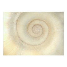Shell - conchyliologie - spirale blanche faire-parts