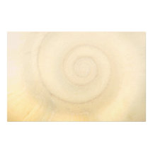 Shell - conchyliologie - spirale blanche papier à lettre customisable