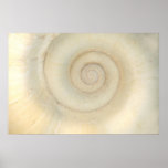 Shell - conchyliologie - spirale blanche poster
