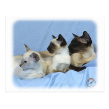 Siamesische Katze 9W055D-074 Postkarten