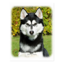 Sibirischer Husky 9P046D-49 Postkarten