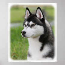 Sibirischer Husky 9Y570D-006 Poster