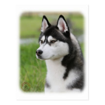 Sibirischer Husky 9Y570D-006 Postkarte