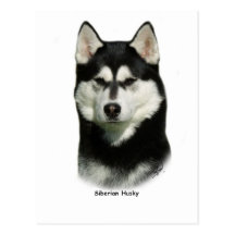 Sibirischer Husky Postkarten