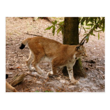 sibirischer Luchs 031 Postkarte
