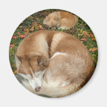 Sibirischer Schlittenhund-u. Deutscher Klein Spitz Magnete