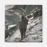 Sibirischer Steinbock Kühlschrankmagnet
