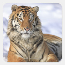 Sibirischer Tiger, der Pantheratigris altaica, Asi Sticker