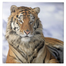 Sibirischer Tiger, der Pantheratigris altaica, Asi Fliese