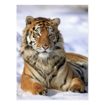 Sibirischer Tiger, der Pantheratigris altaica, Asi Postkarte