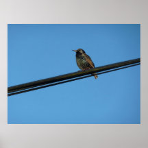 Single-Dame Bird Poster