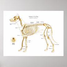 Skelettartige Anatomie des Hundeplakats