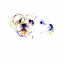 Skizze-T-Shirt Yorkshires Terrier