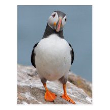 Skomer Insel-Papageientaucher Postkarten