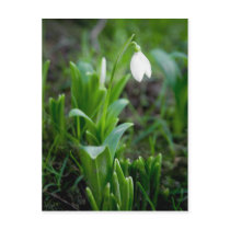 Snowdrop Postkarte | Postkarte Schneegloeckchen