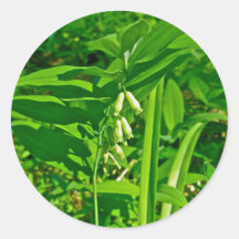 Solomons Siegel-Wildblume-Aufkleber
