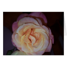 SOMMER-ROSE 2009 KARTEN