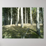 Sommer-Waldszene Plakat