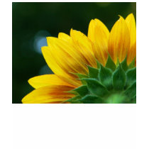 Sonnenblume-Hemd