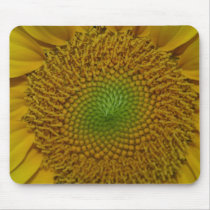 Sonnenblume mit schönen Mustern des Grüns