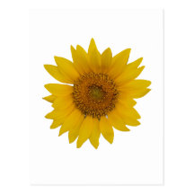 Sonnenblume Postkarte