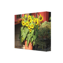 Sonnenblume-Topf